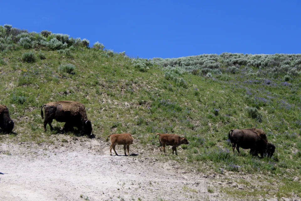 Adult bison and calves moving across a sunny hillside