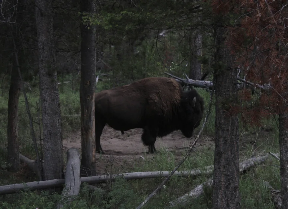 A lone bison standing in the shadow of pine trees