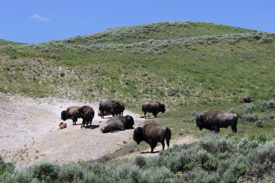 A herd of bison gathered in pale sagebrush