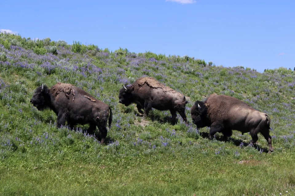 Three bison crossing a green hillside dotted with purple flowers