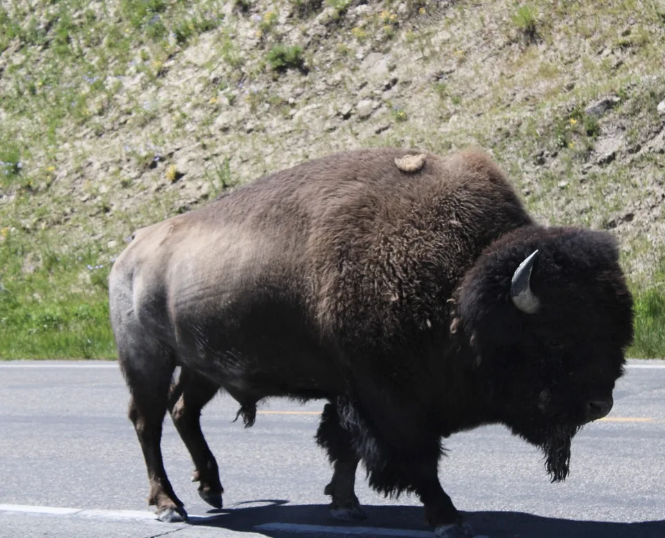A single bison walking beside a Yellowstone road