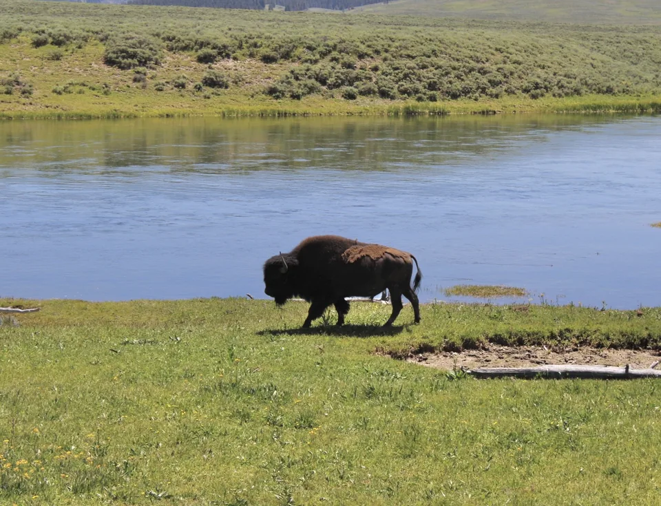 A bison walking along a quiet riverbank