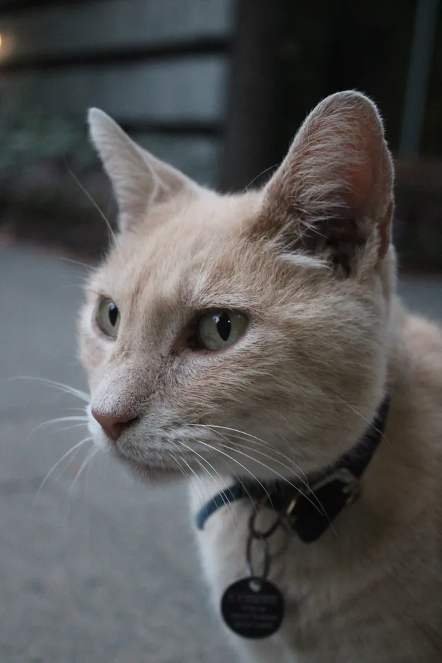 A cream-colored cat looking toward the light