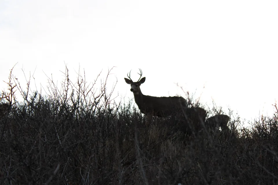 Deer standing in silhouette against a pale evening sky