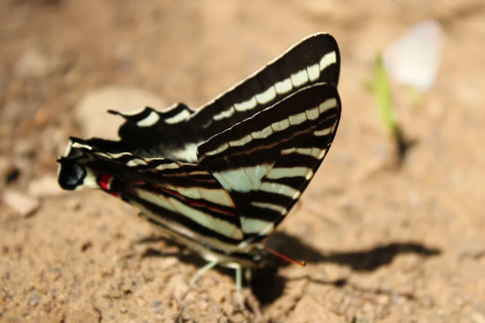 A striped butterfly resting with its wings open