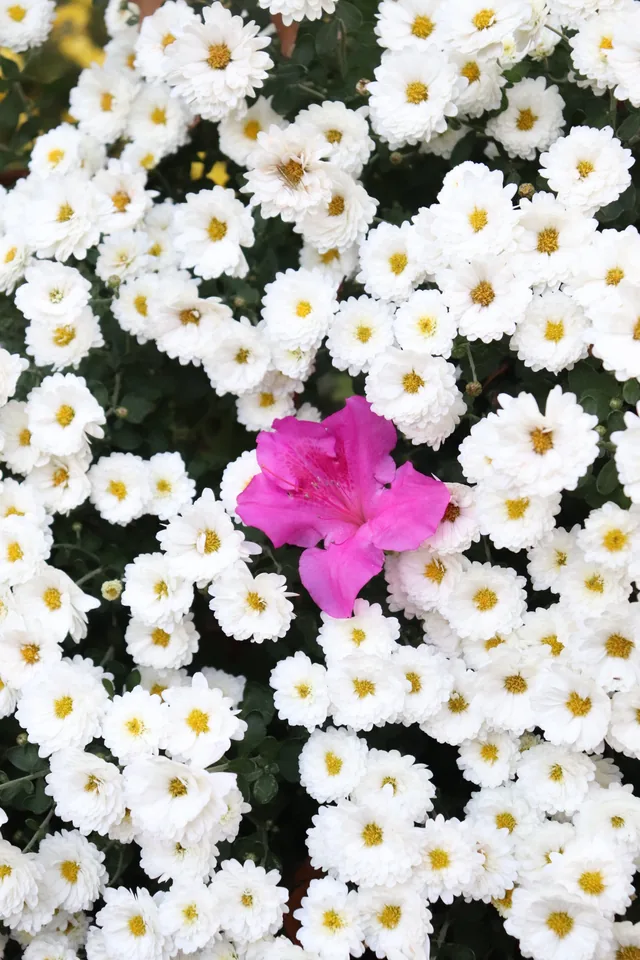 White flowers surrounding a single bright pink bloom