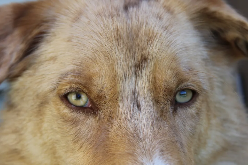 A dog's watchful eyes in an intimate close-up