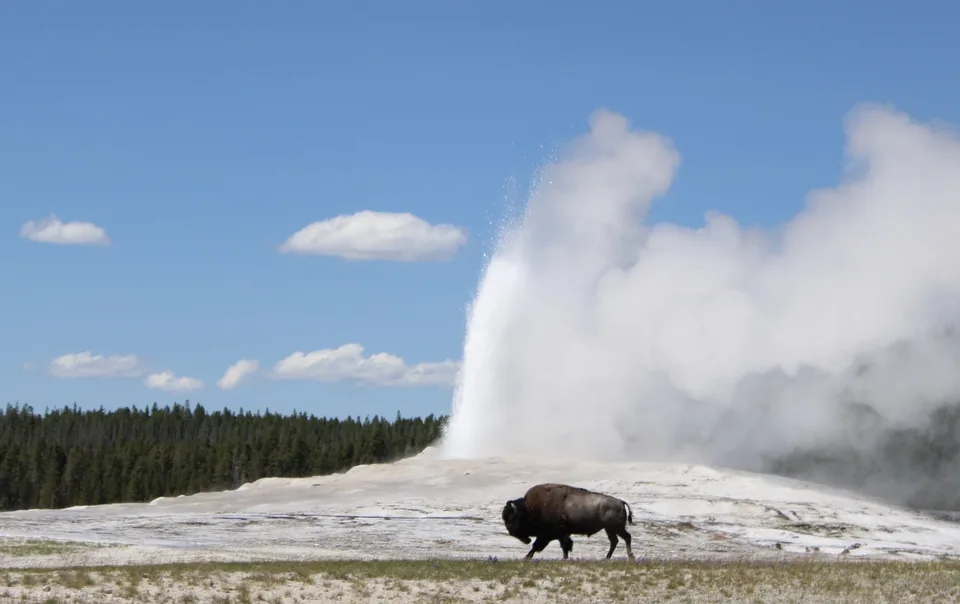 A bison walking past Old Faithful as it erupts